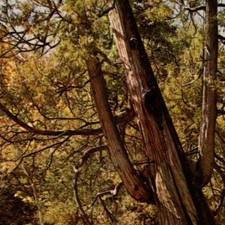 * VTG Chrome Postcard Arbor Vitae Tree Natural Bridge VA picture