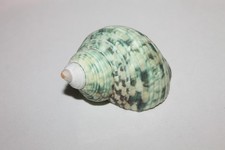Large Green Turbo Sea Snail Shell - 2.5 Inches**MANY DIFFERENT SHELLS AVAILABLE* picture