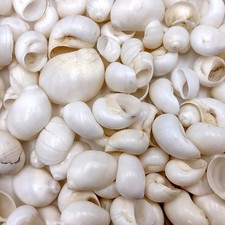 Caribbean White Milk Moon Seashells (approx. 1/2 Cup +/-20 shells 0.5+ inches) picture