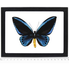 Ornithoptera urvillianus MALE blue black butterfly RARE FRAMED picture