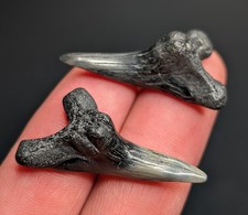 Stunning XL Pair Of Lower Snaggletooth Shark Teeth South Carolina All Natural picture