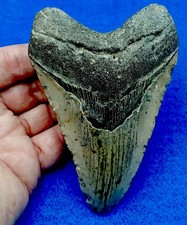 HUGE 5-1/16” GENUINE MEG PREHISTORIC TOOTH-SAINT MARY'S RIVER FLORIDA/GA. picture