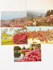 Lot of 5 Vintage Postcards Rhododendron Azalea Gardens NC TN SC FL 1960s picture
