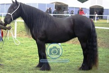 DALES PONY MARE YORKSHIRE DALES ENGLAND 4 YEAR HORSE 4X6 PHOTO picture