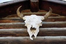 Photo:Cody Wyoming 2015 Steer Skull on Restored Cabin Old Trail Town picture