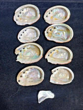 Lot of (8) Vintage Natural Abalone Shells | All Approximately 4