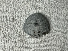 Brachiopod Fossil Ridged Shell Approx. 1.5 Inches picture