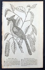 1757 Gents Magazine Original Antique Print of The Fox-Coloured Thrush Bird picture