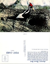 Vintage Ivory-billed Woodpecker Real Photo RPPC Postcard Nature Press Photo picture