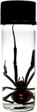 LATRODECTUS sp. wet specimen BLACK WIDOW PRESERVED SPIDER 2in VIAL picture