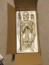 (NEW) Antique Display Skeleton 33”  Celebrex With Base Never Displayed before picture
