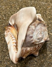 VTG Large Helmet King Queen Conch Tiger Striped Horned Sea Shell 2 lbs 7”X 6-1/2 picture