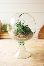 Glass Pedestal Terrarium Planter 11 x 16 picture