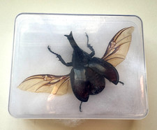 XYLOTRUPES GIDEON ( FIGHTING RHINO BEETLE ) - EXPERTLY SPREAD & READY  TO FRAME picture