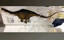 Sideshow Collectibles Apatosaurus 2011 #75/100 Exclusive Edition picture