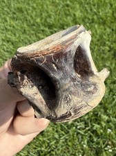 XL Fossil Fish Vertebrae from Summerville SC picture