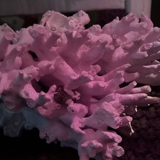 XL Pink Allopora Coral/California Hydrocoral Specimen 9.5”x9.90”x5” READ BELOW picture
