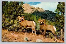 Pair Of Rugged Tawny Rocky Mountain Sheep c1970 Unposted Vintage Postcard picture