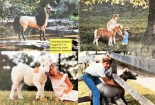 Little Buckaroo Tiny Horse Little King Farm Madison Indiana 1988 Vtg Mag Excerpt picture