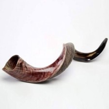 Yemenite Shofar Kudu Horn 31”-41”XL New KOSHER Made Half Polished  picture