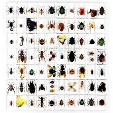 30 Pcs Real Insect Specimen Bugs in Resin Collection Beetle Resin Paperweights picture
