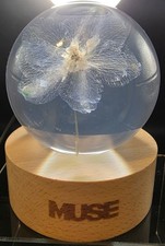 BTS Jimin 'MUSE' Flower Paperweight With Box picture