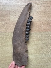 720g Beautiful Ice Age tooth collection picture