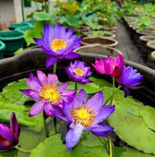 Nymphaea Pubescens Purple 10 seeds – Tropical Water Lily Aquatic Pond Plant picture