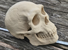 Neanderthal Skull Replica Homo Neanderthalensis Paleoanthropology Prehistoric picture