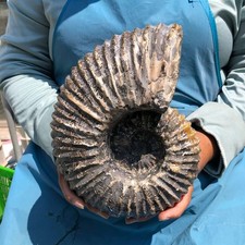8.84LB Large Natural Beautiful Ammonite Fossil Conch Crystal Specimen Healing picture