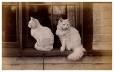 Charles Reed, Study of'Animals, Cats on the Window Edge Vintage al picture