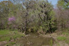 Photo:Rural Alabama Spring Swamp Creek Landscape 2010 Photograph picture