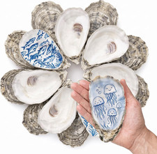 30PCS Concave Oyster Shells for Crafts 4-5