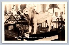 J99/ Warren New Hampshire RPPC Postcard c40s Morse Museum Lion Taxidermy 335 picture