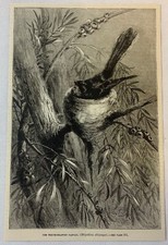 1887 magazine engraving~ THE WHITE-SHAFTED FANTAIL in her nest picture