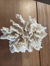 *NATURAL WHITE LETTUCE SEA CORAL* Aquariums, Displays, Home Decor, Beautiful picture