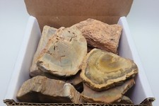 Petrified Wood 1 Lb Rough Natural Stones Bulk Wholesale Raw Mineral Specimens picture