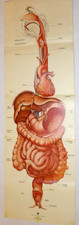 VINTAGE 1974 'THE DIGESTIVE SYSTEM' MEDICAL ADVERTISING CHART 13x44