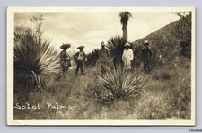 RPPC Sotol Palms Tequila Chihuahuan or Sonoro Desert CA or Mexico Postcard picture