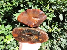 RAW Brazilian Agate Nodule Rough Cobbles (4.25Lb total) 100% Natural Rock Pair picture