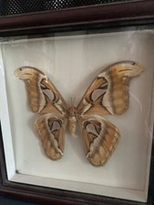 Atlas Moth (Attacus atlas) Framed Specimen Display Wood & Glass picture