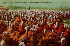 A Flock of Fine Turkeys in Rockingham County, VA - F12239 picture