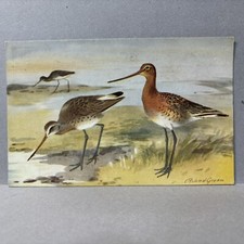 Postcard Blacktailed Godwit Bird Ruskin Studios 1940s picture
