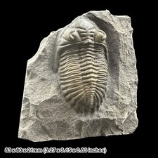 Hollardops mesocristata Trilobite Fossil A Grade Devonian Morocco Specimen picture