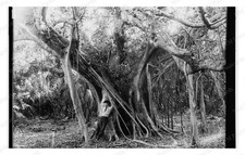 Lake Worth Florida 1880 Rubber Tree Banyan Roots Standard Postcard picture