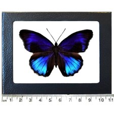 Eunica excelsa blue black butterfly Peru Framed picture