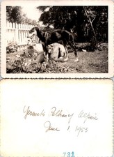 Russian Greyhound Dog Borzoi 1953 Yermaki Pelkan of Alpine B+W Photo S0100 picture