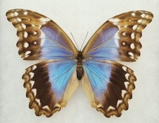MORPHO DIDIUS FEMALE A1 RARE FORM MOUNTED RIKER FRAMED #1 picture