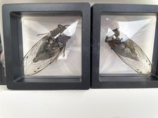 Two Western Dusk Singing Cicada Framed Insect Specimen Size 2.75X2.75 picture