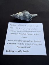 RARE fossilized juvenile Horse conch from central Florida..Pliocene era. picture